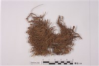 藏品(東亞直蒴蘚)的圖片